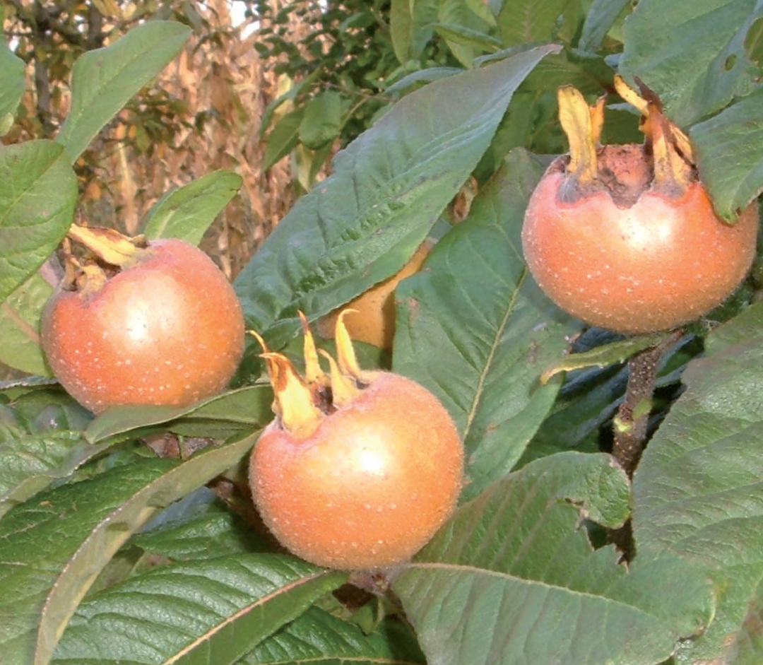 mušmula plovdivska