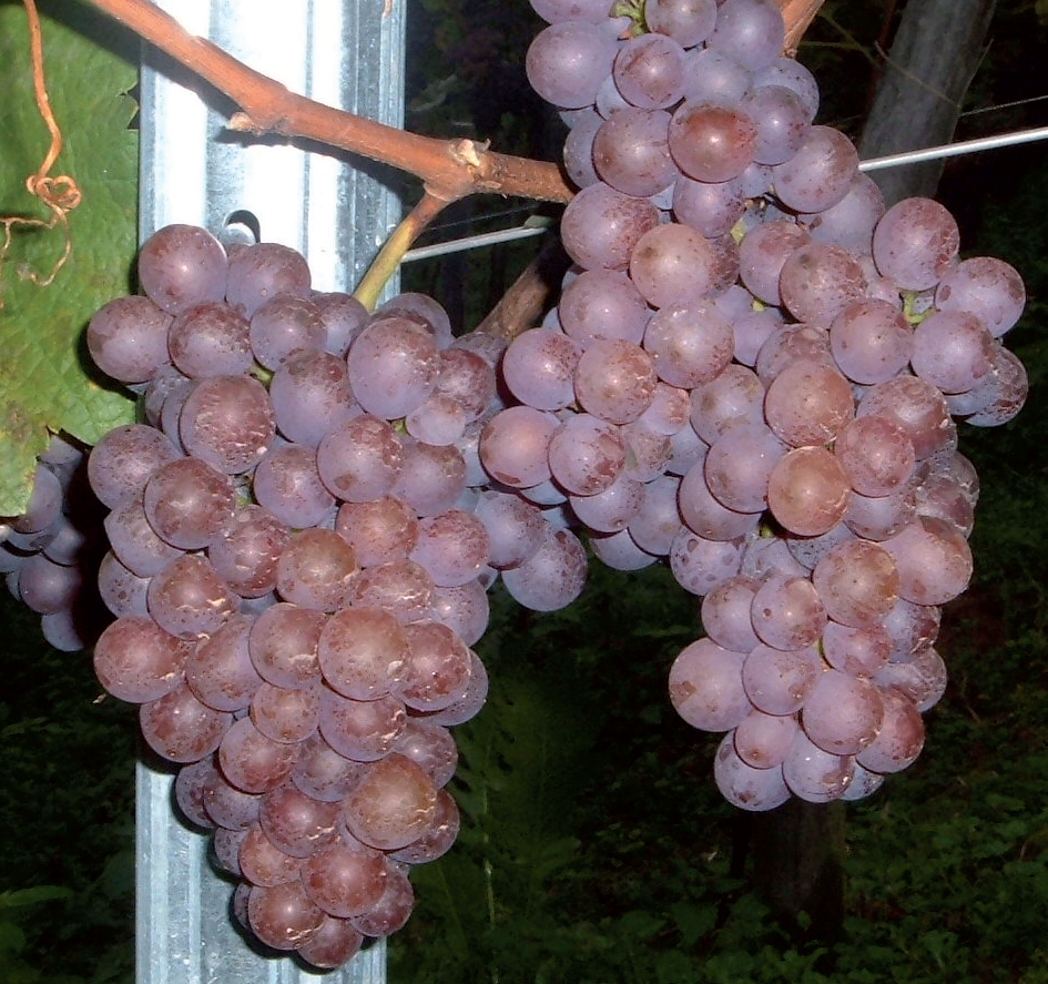vinova loza traminac